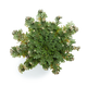 {"type":"root","children":[{"type":"paragraph","children":[{"type":"text","value":"Roos van Jericho","bold":true},{"type":"text","value":"\n\nDankzij de voordelen van Roos van Jericho zal je huid stralender zijn dan ooit. Het complexe suikersysteem in Roos van Jericho helpt zelfs de droogste huid te revitaliseren door vocht vast te houden en de celstofwisseling te verhogen. "}]}]}